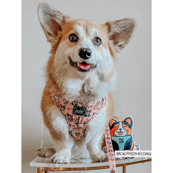 Sassy Woof Corgi Squeaky Dog Toy - Picture 5 of 11